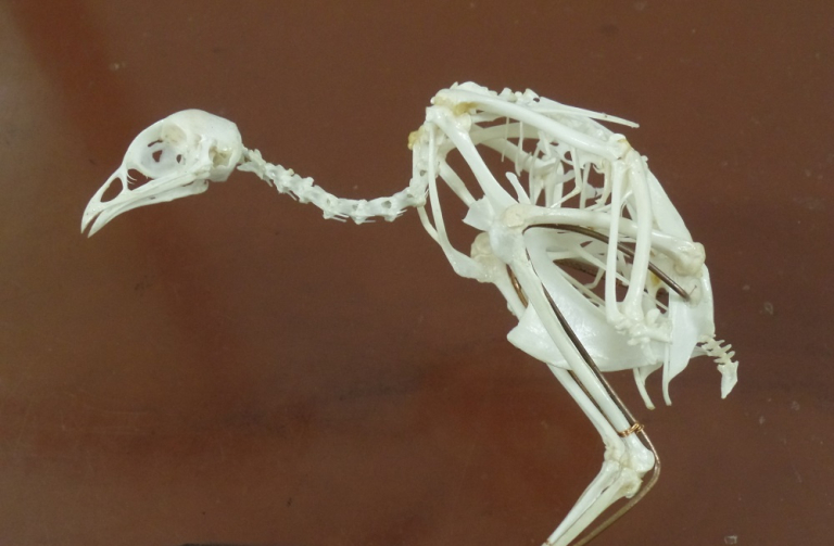 Exponát měsíce dubna – nové kostry a lebky ve sbírce českolipského muzea