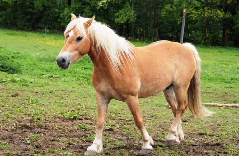 V kraji se půjde třikrát na krásné koně