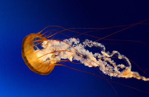 Jellyfish