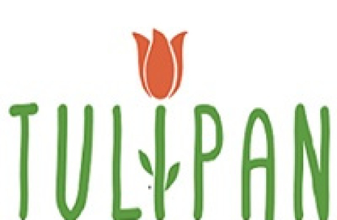 tulipan