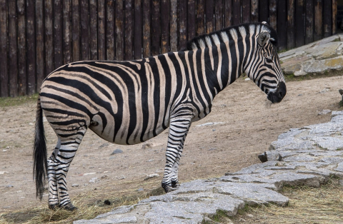 Zebra