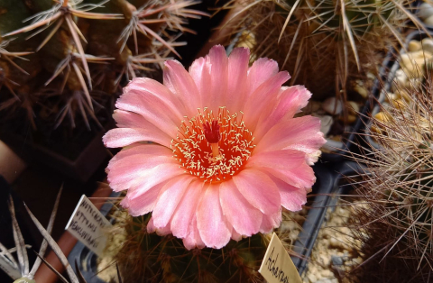 notocactus ottonis v vencluanus