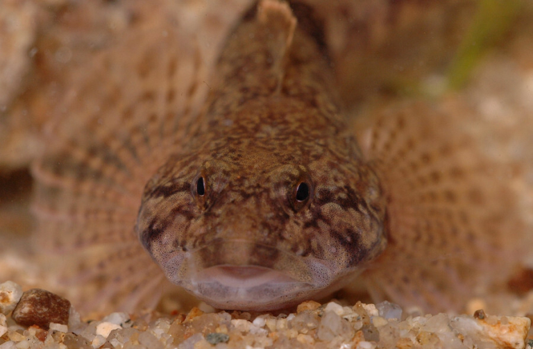 cottus-gobio-ag4028