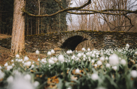 krkonose-sklenarovice-bledulky
