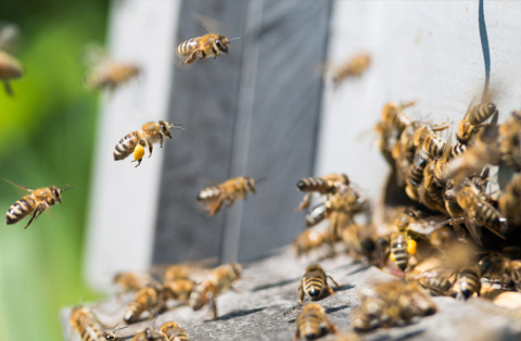 jarni-rozvoj-vcelstev-25-1